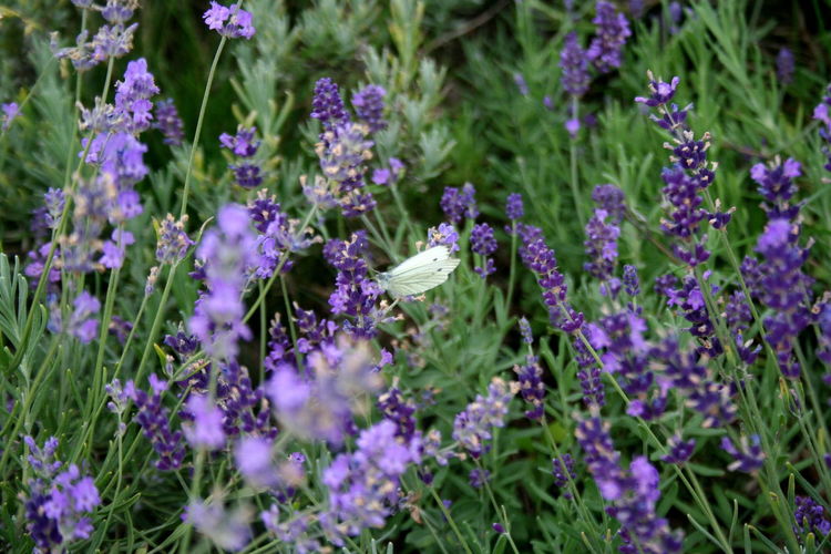 Close-up of honey bee on purple flowers