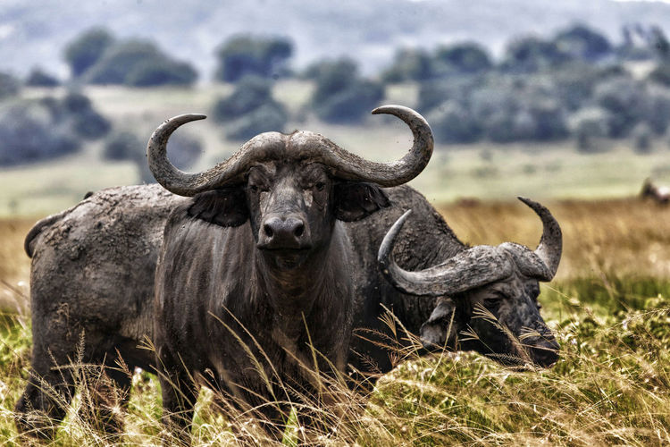 View of a buffalo  on field