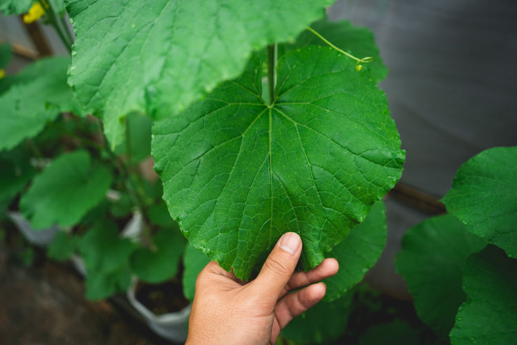 Cropped hand of person holding leaf in greenhouse
