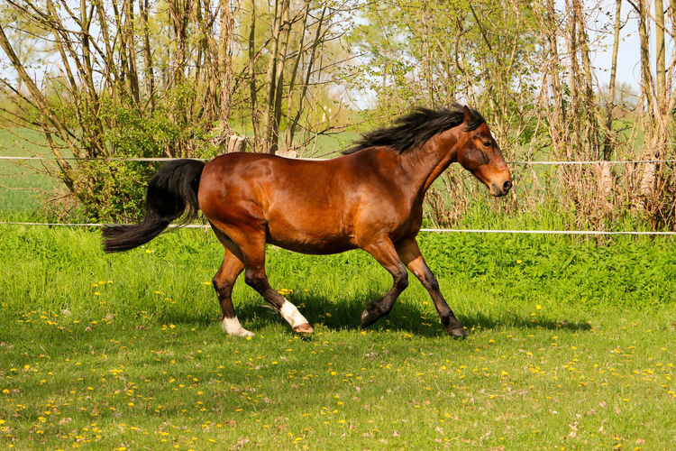 Side view of horse in field