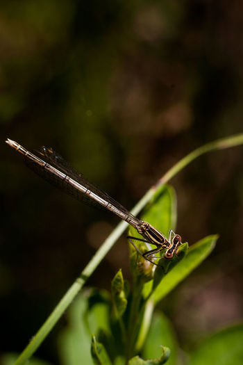 Close-up of damselfly on leaf