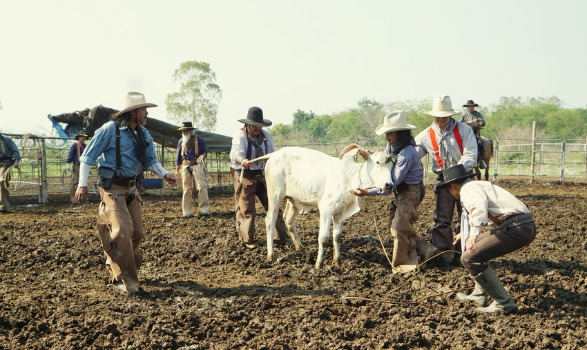 Full length of men with cattle on agricultural land