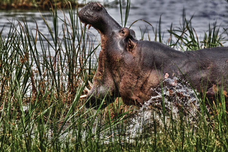 Hippopotamus  in a lake
