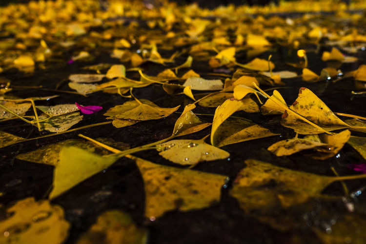 Close-up of yellow maple leaves floating on water
