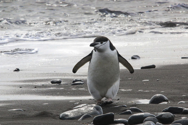 Penguin perching at beach