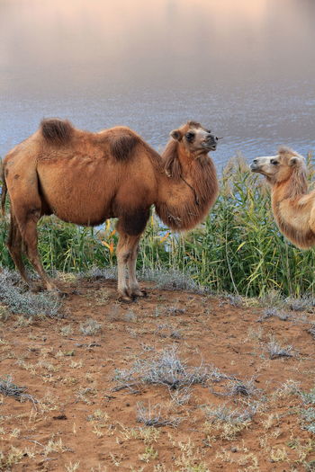 1142 pair of bactrian camels-e.bank of sumu barun jaran lake. badain jaran desert-nei mongol-china.