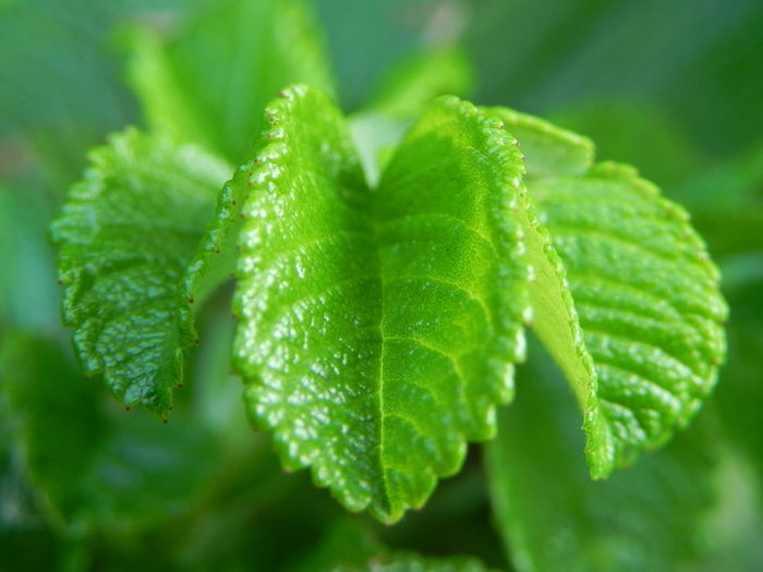 Close-up of fresh green leaf