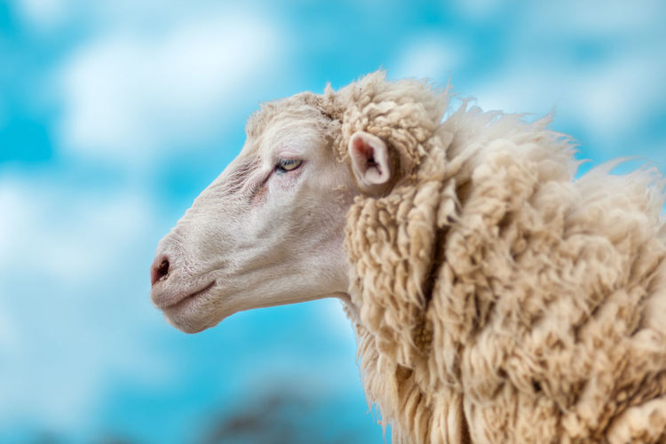 Alone sheep in a farm
