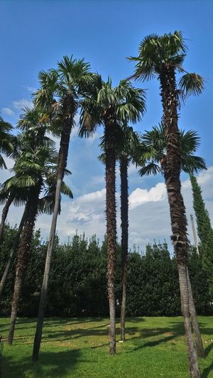 Coconut palm trees on landscape against sky
