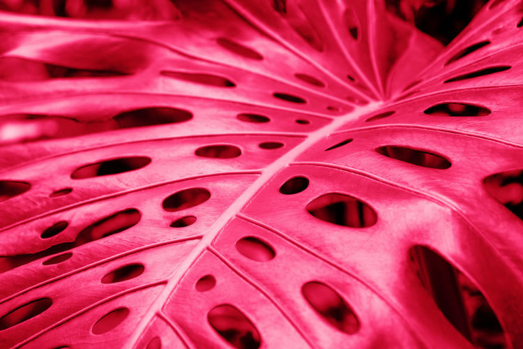 Close-up of a leaf of a tropical monstera plant. color of year 2023 viva magenta.