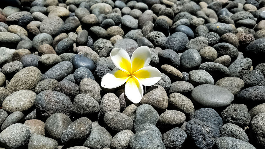 High angle view of white flower on rock