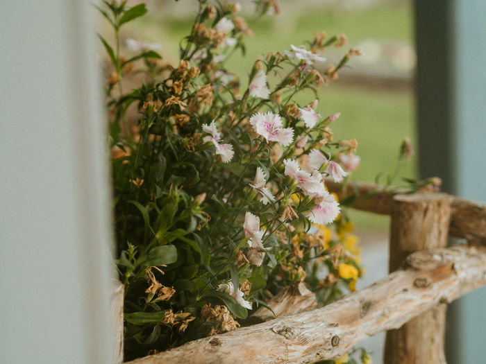 Close-up of potted plant