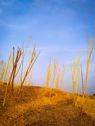 Plants growing on land against blue sky