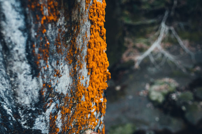 Close-up of orange color moss on tree trunk