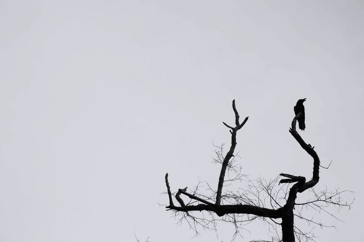 Low angle view of silhouette bird perching on bare tree against clear sky