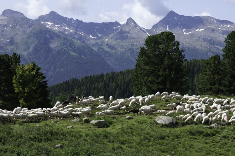 View of sheep on field against mountains