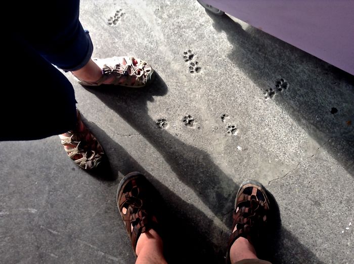 Low section of man and woman standing by paw print on footpath