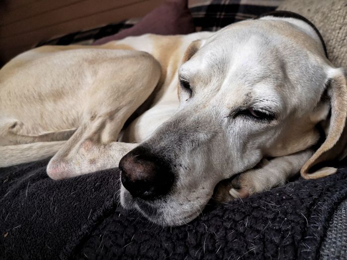 Close-up of dog sleeping