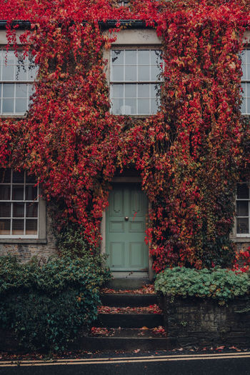 Red and yellow foliage over the old stone house in frome, somerset, uk.
