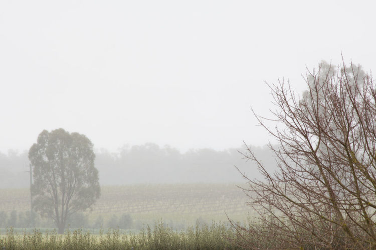 View of bare trees on field in foggy weather