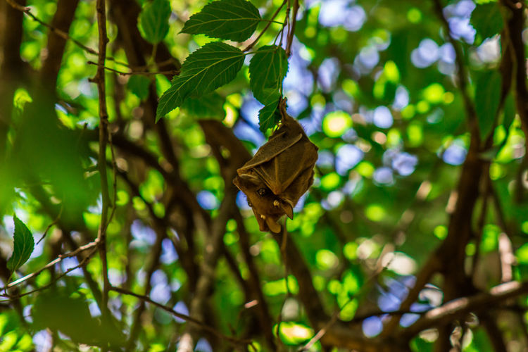 Bat in a tree during daytime