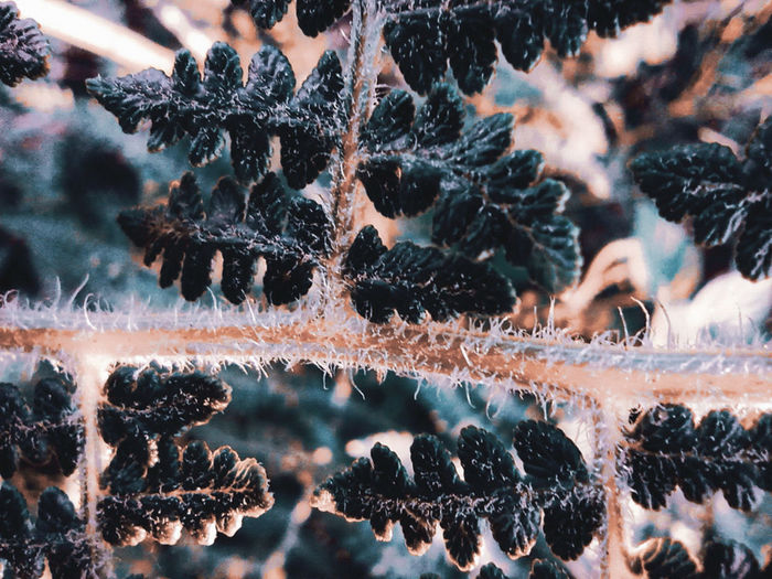 Close-up of frozen tree during winter