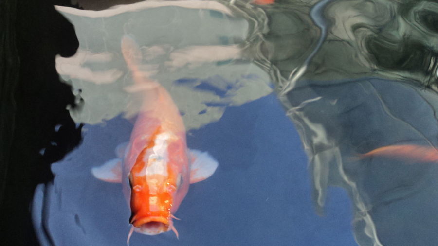 Close-up of koi fish in water