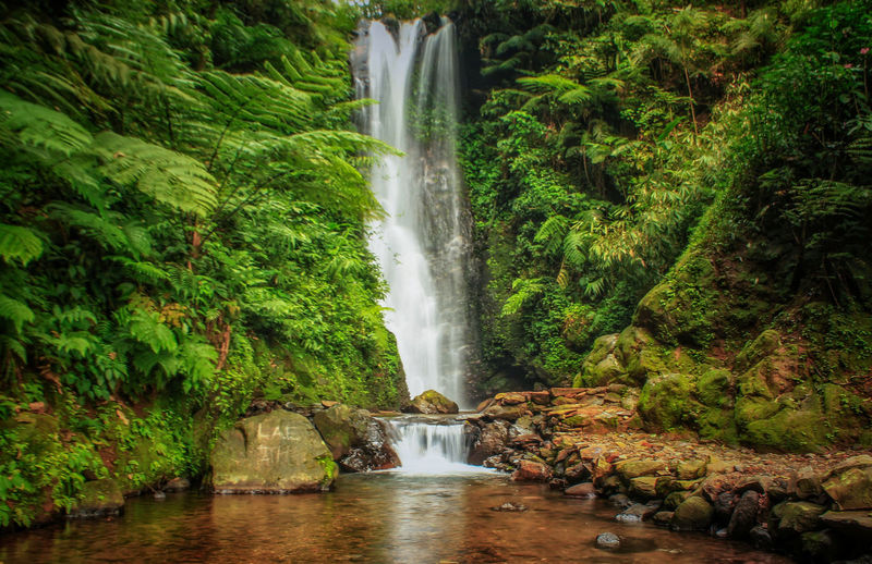 Scenic view of waterfall in forest