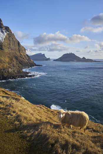 Sheep grazing closer to the ocean 