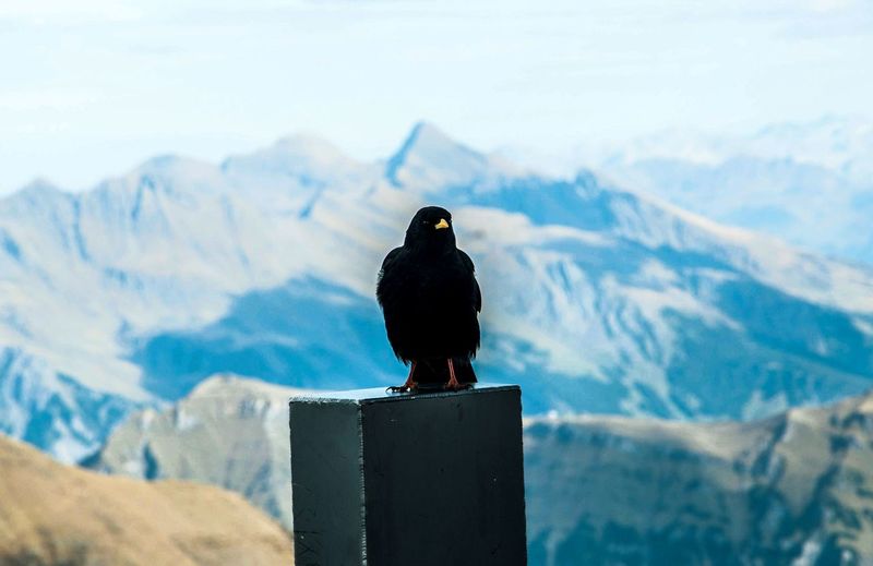 Bird perching on a mountain