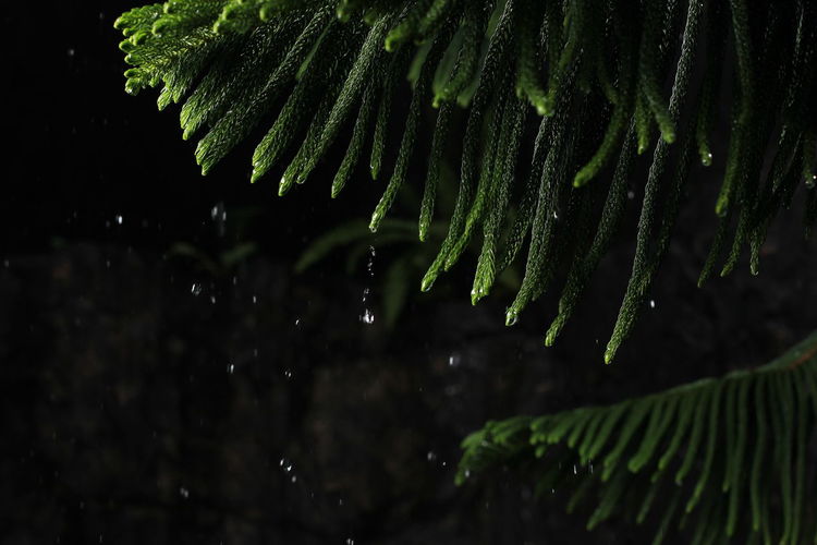 Close-up of wet plant during rainy season