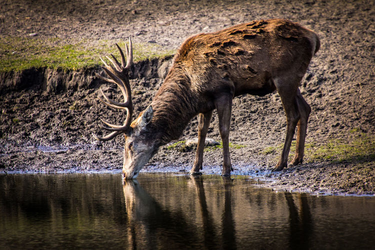 Deer drinking water at riverbank in forest