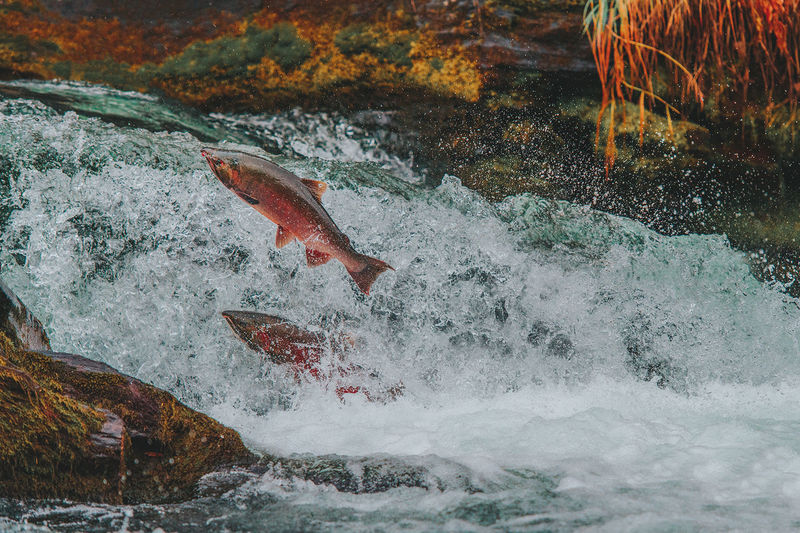 Close-up of fish jumping in water