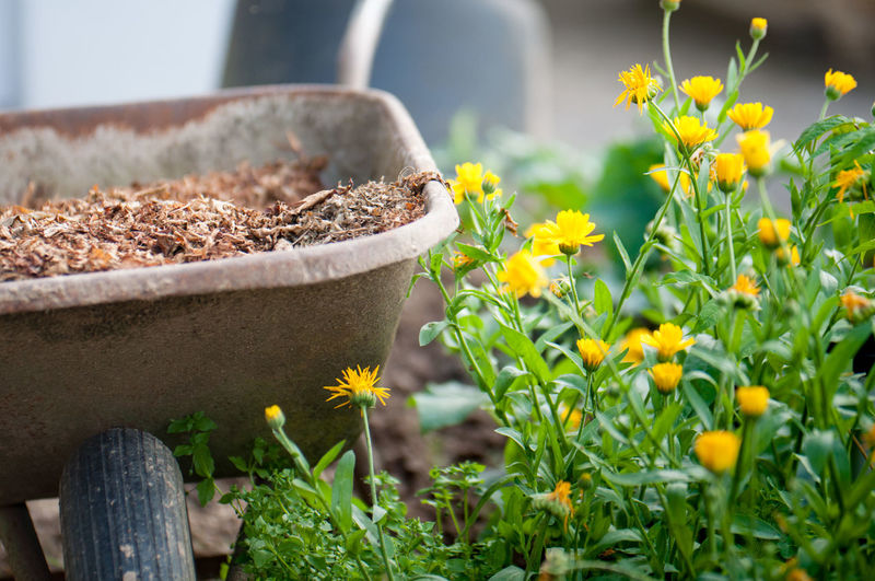 Yellow flowers blooming by wheelbarrow in garden