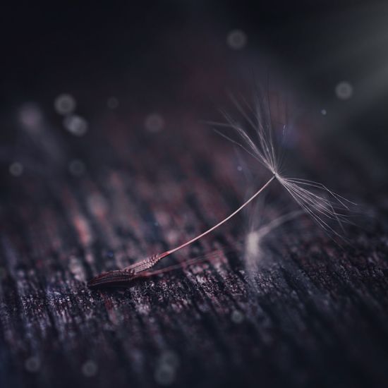 Close-up of dandelion seed on table