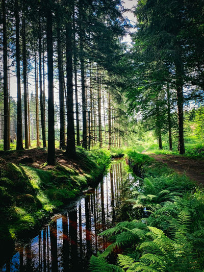 Trees in forest