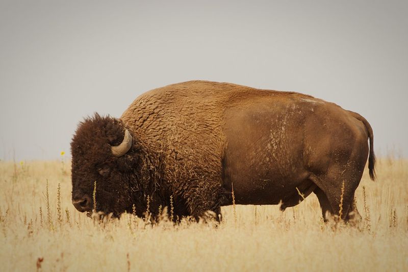 American bison standing on field