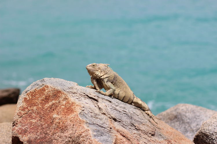 Lizard on rock against sea