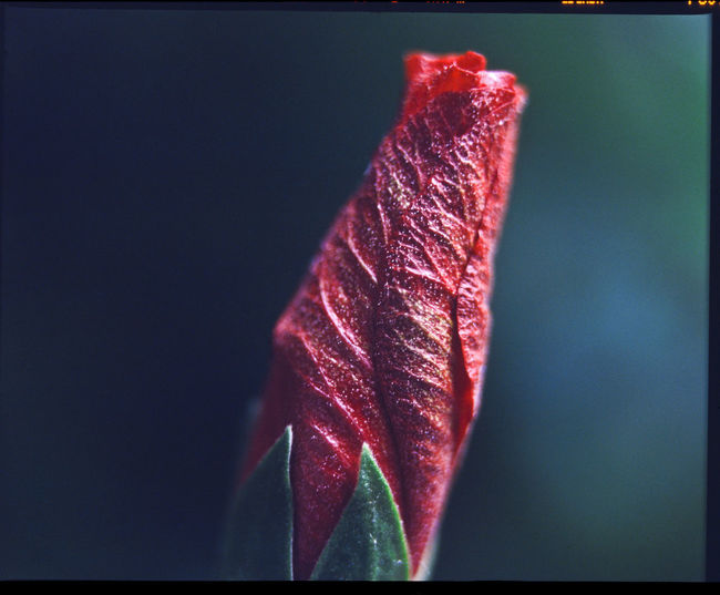 Close-up of red leaf against blue background