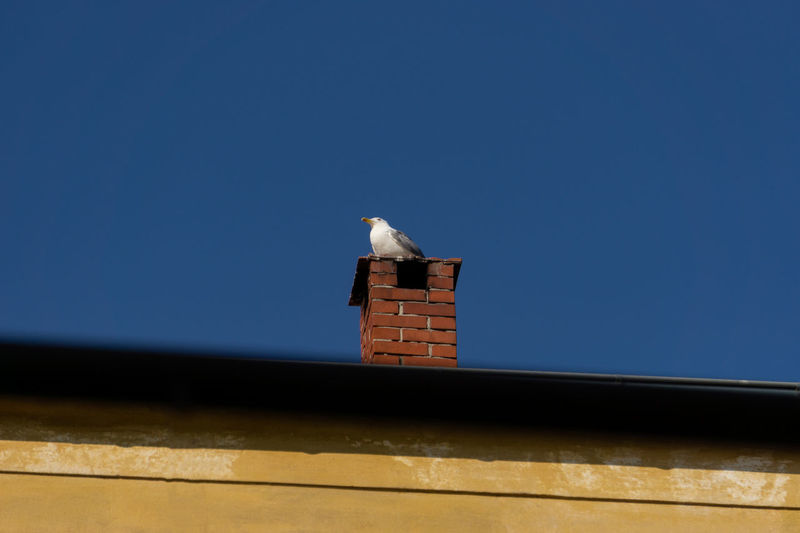 Low angle view of bird perching on building against clear sky