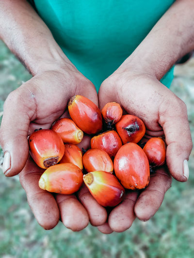 Palm fruit granules that must be collected because they have the highest yield of crude palm oil..