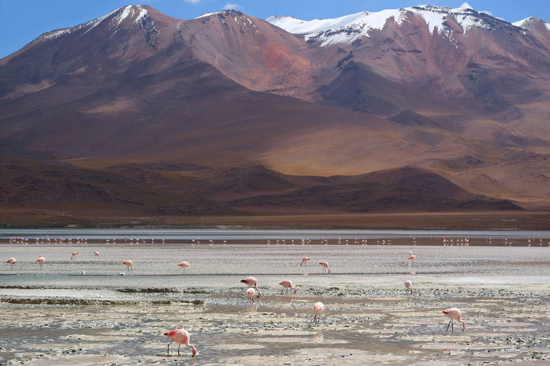 Flock of pink flamingos and grazing at laguna hedionda, saline lake in bolivian altiplano, bolivia