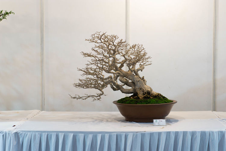 plant