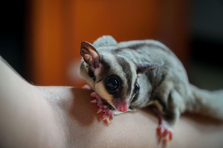A pet sugar glider relaxing on its owner's hand.