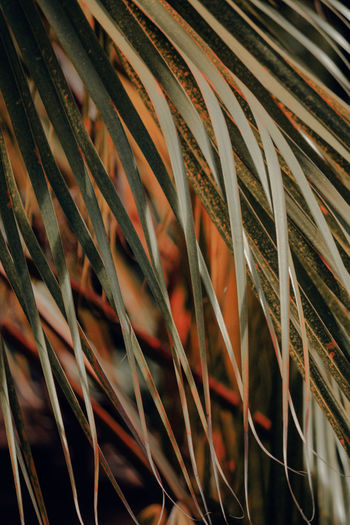 Detail shot of plants