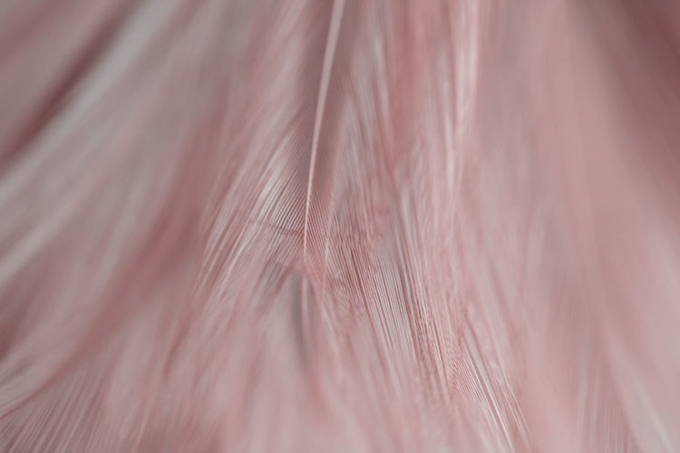 Full frame shot of pink feathers