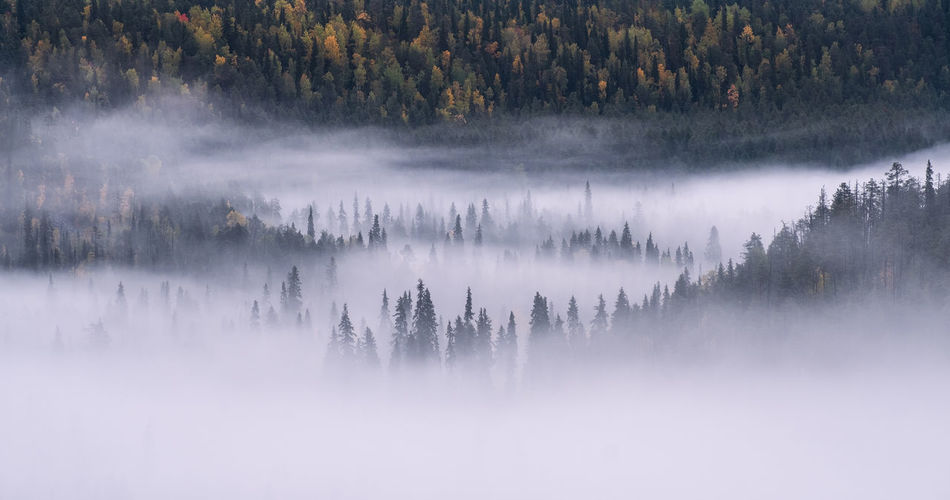 Panoramic view of forest during foggy weather