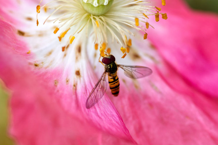 Close-up of hoverfly on pink flower