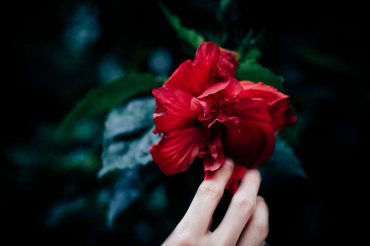 Close-up of hand holding red flower