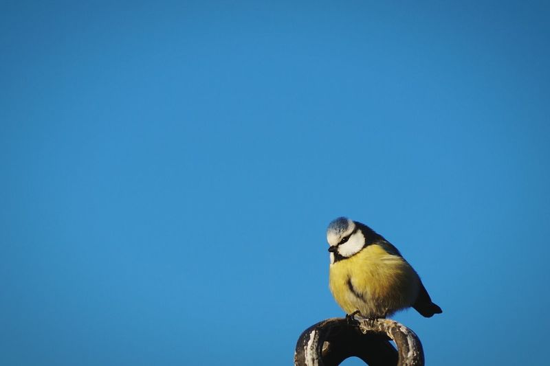 Low angle view of bluetit perching against clear blue sky